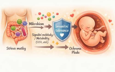 Mikrobiom v těhotenství: jak střevní bakterie ovlivňují imunitu a plodnost